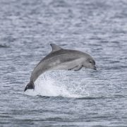 Bottlenose dolphin calf