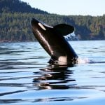 Orca - Rob Lott