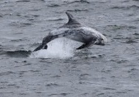 Risso's dolphin © Andy Knight