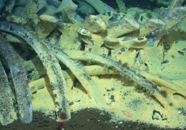 Whale skeleton credit Craig Smith NOAA