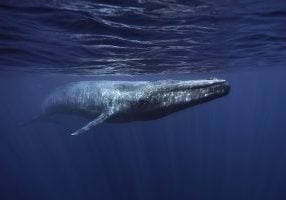 Blue whale © Andrew Sutton
