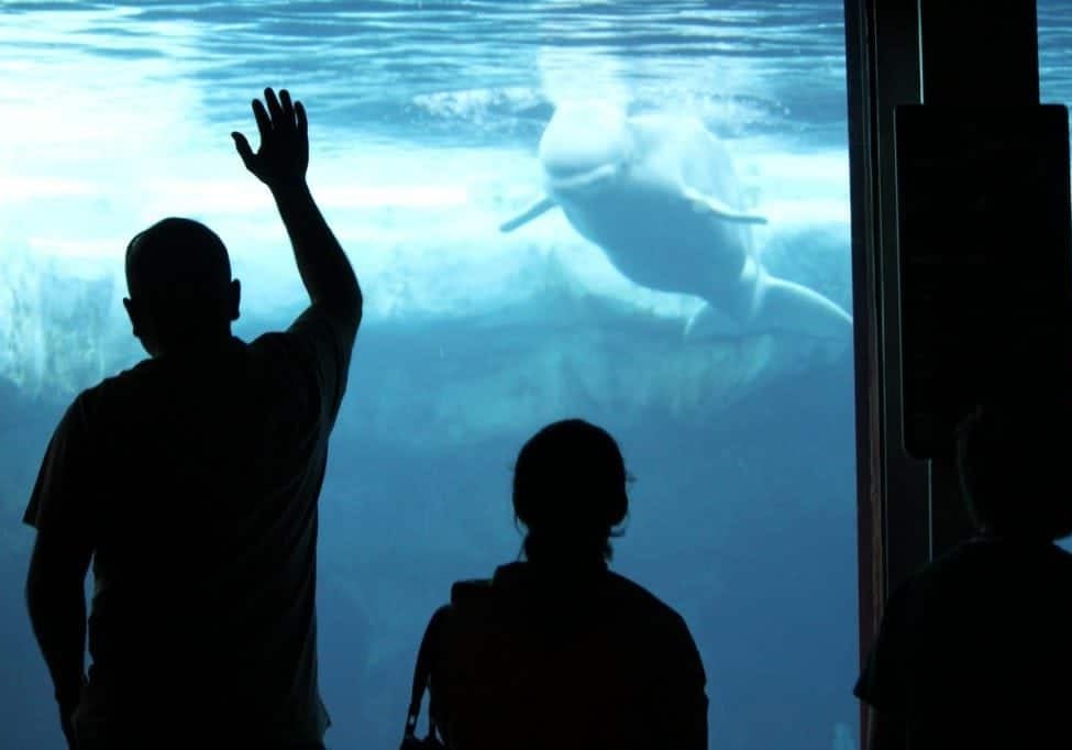 captivity_belugas_usa_wdcs