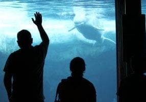 captivity_belugas_usa_wdcs