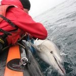 Common dolphin trapped in net