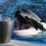 Corky, an orca (killer whale) in captivity at SeaWorld