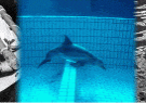 dolphin_2