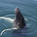 Humpback whale spyhopping