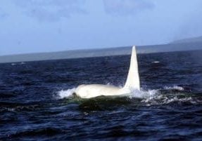 &quot;Iceberg&quot; - the white orca