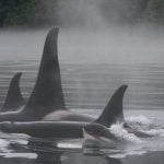 Orca pod swimming together