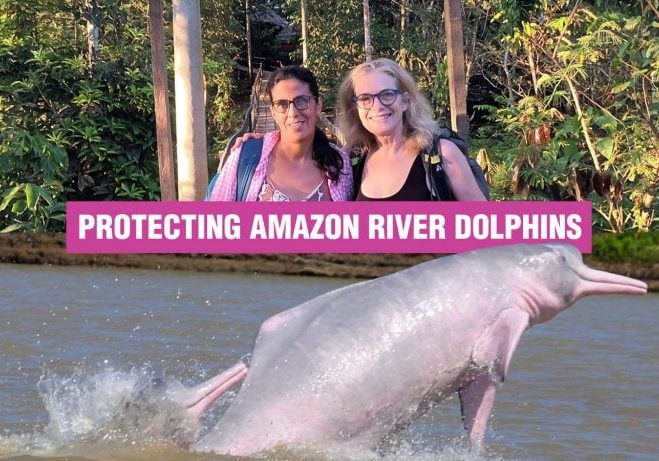 Protecting Amazon River dolphins