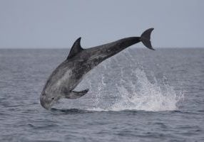 Risso's dolphin