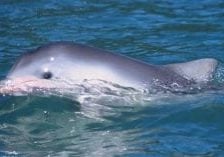 Guiana dolphin